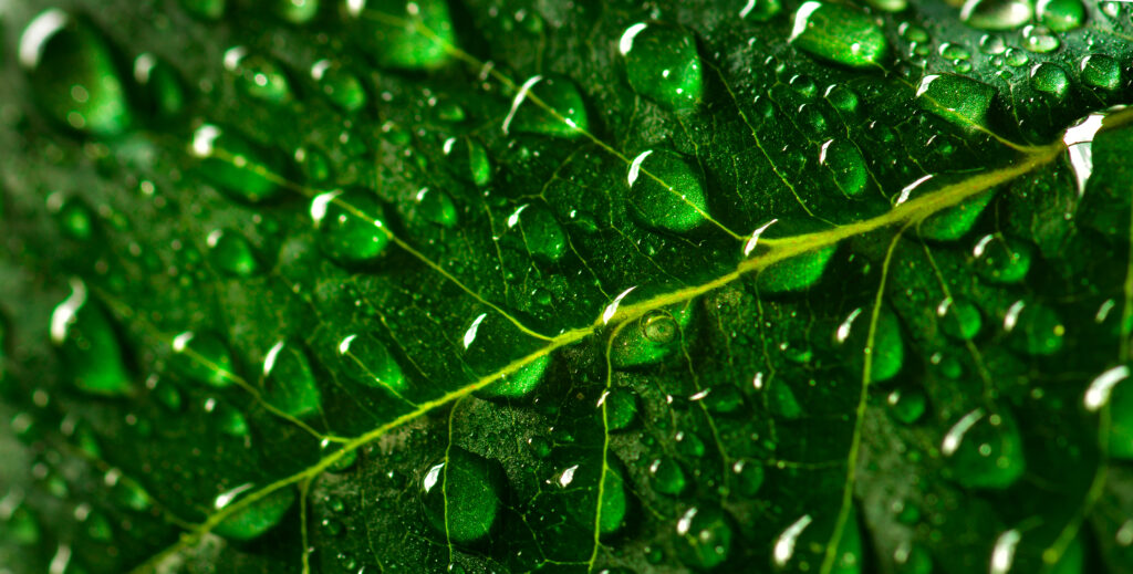 green lush growth growing leaf with fresh water drops