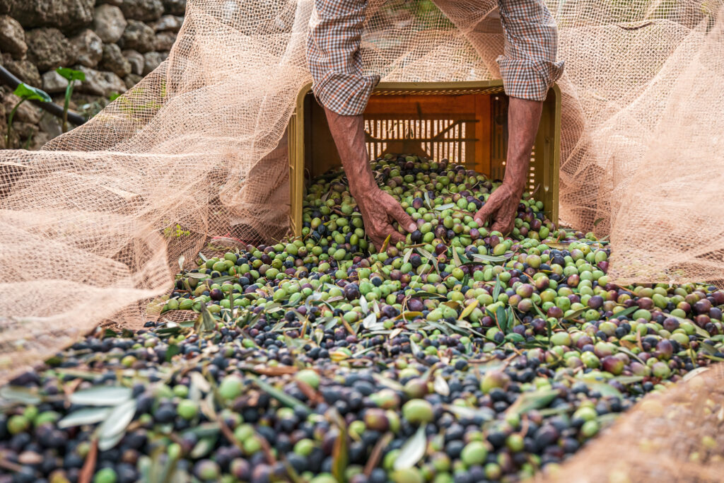 the seasonal harvest of olives in puglia, south of italy