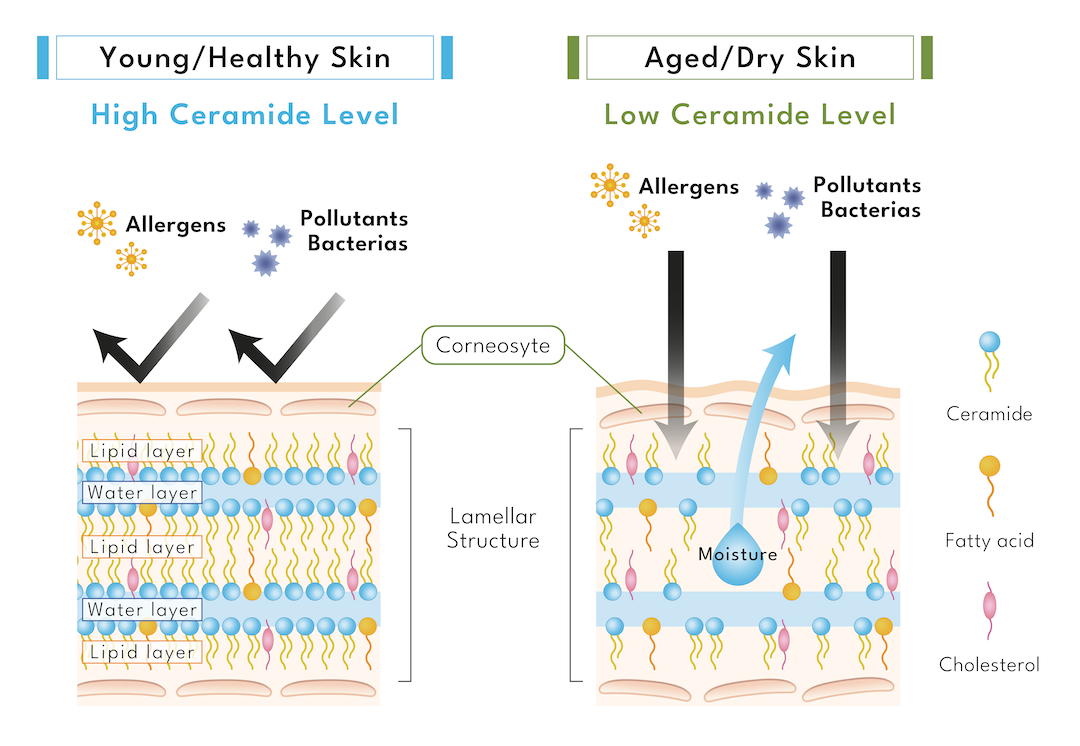 The Truth About Ceramides: Are They Really Helping Your Skin?