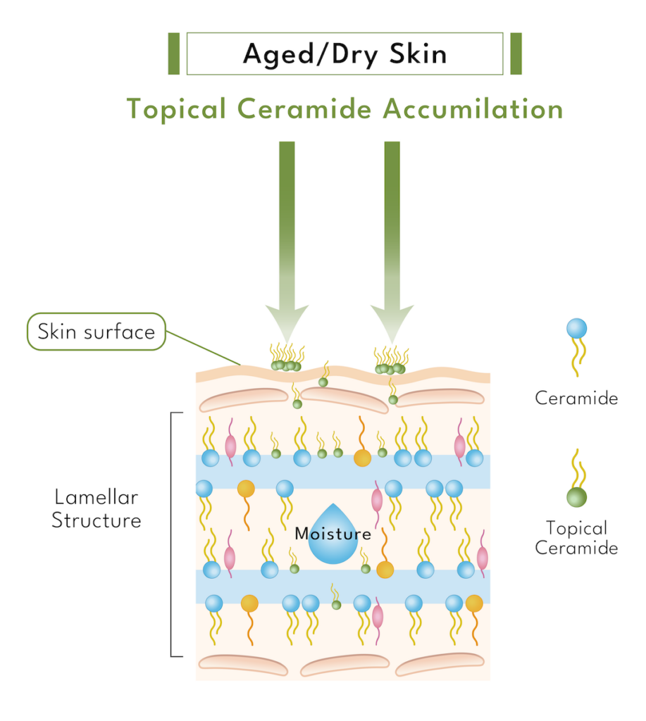 topical skin ceramides accumilation
