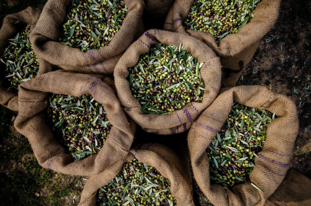harvested fresh olives in sacks in a field in crete, greece for olive oil production