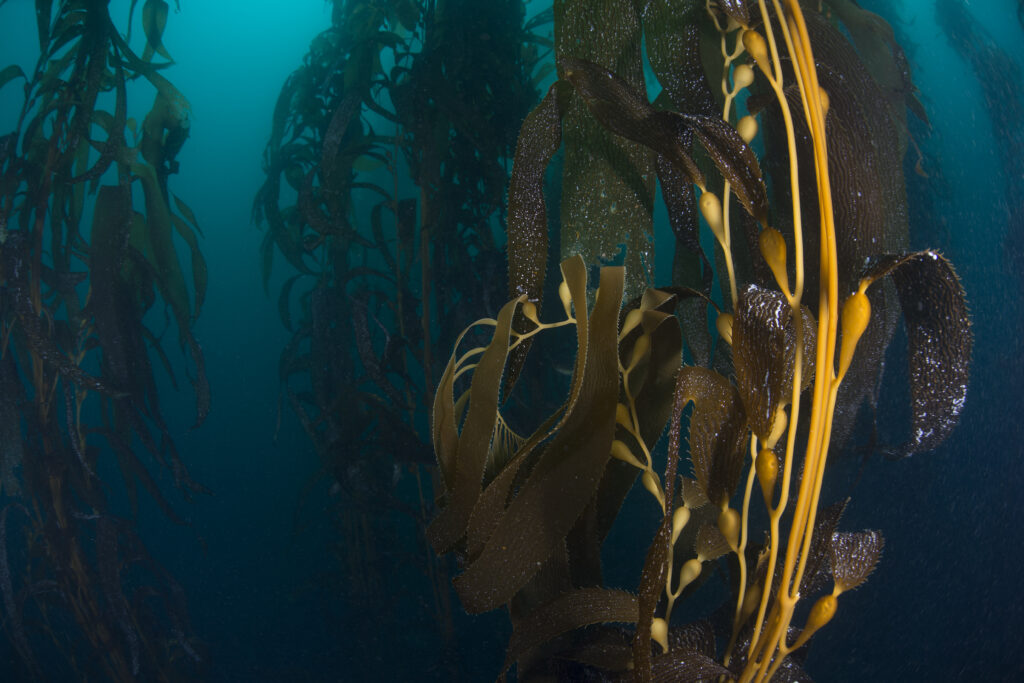 close up underwater view of kelp (macrocystis pyrifera) seed pods, ensenada, baja california, mexico