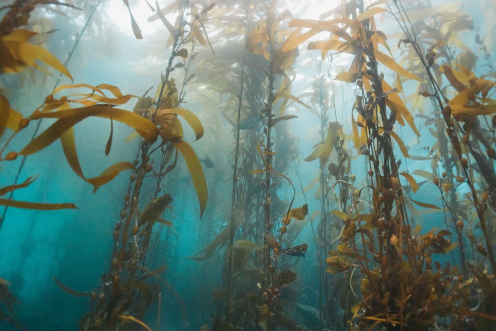kelpweed growing in the ocean water under a sunbeam
