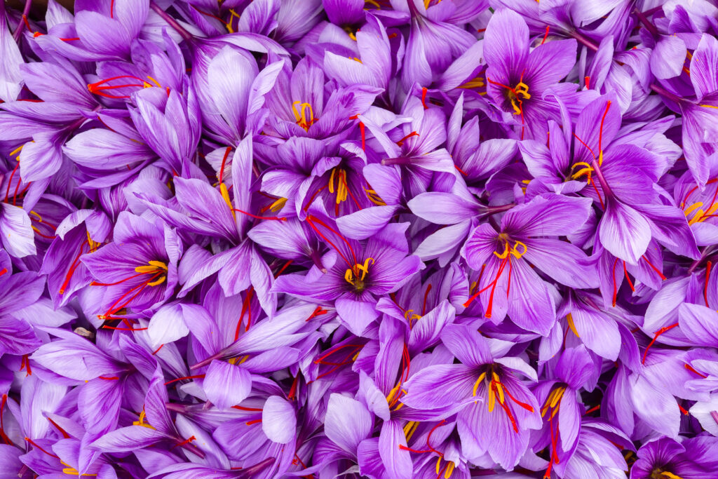 harvesting the saffron flower. after collection flower buds. big quantity.