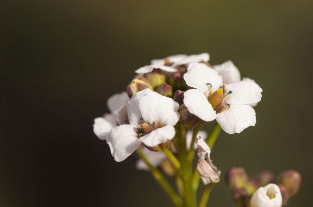 crambe hispanica abyssinian kale delicate plant of the cruciferae family with small white flowers