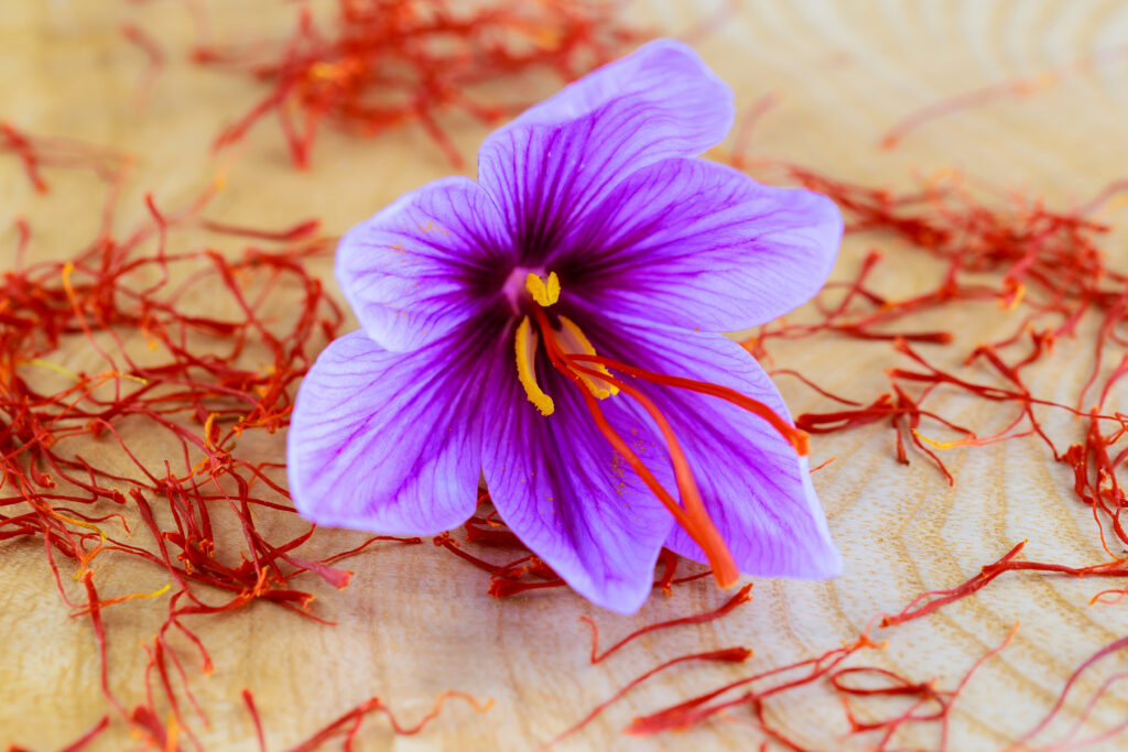 purple flowers of saffron and stamens on wooden background