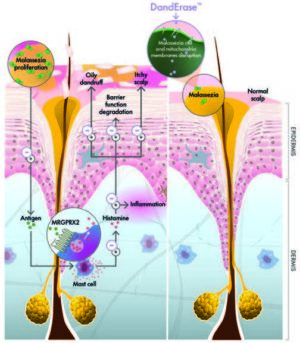 danderase mechanism of action