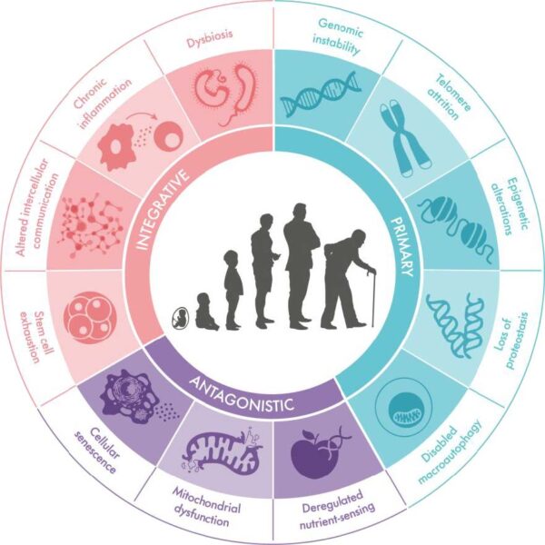 hallmarks of skin aging