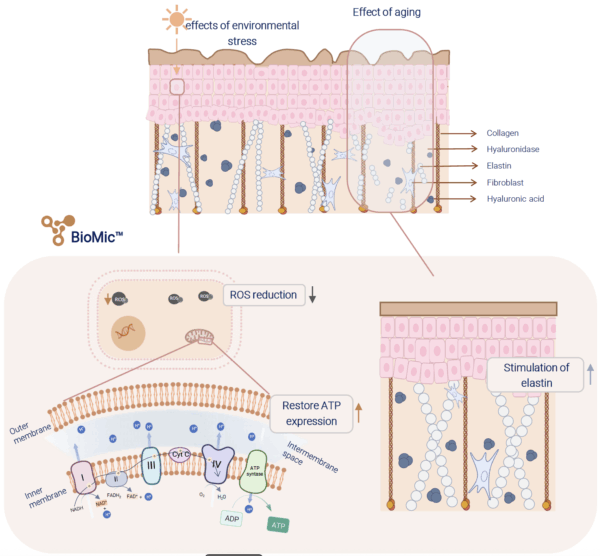 active cells biomic fermentate mechanism of action