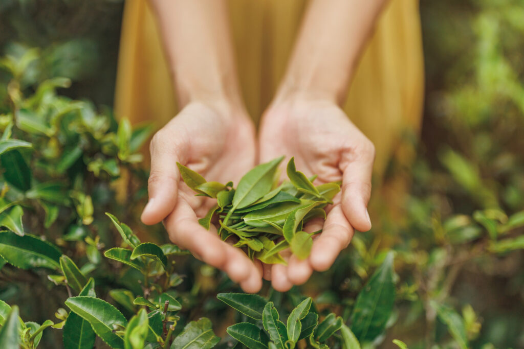 close up fresh tea leaves in female hands in front of tea plantation
