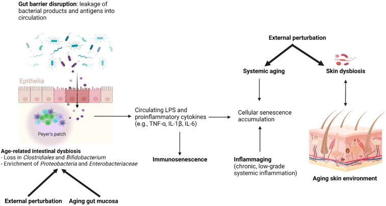 age related intestinal and skin dysbiosis