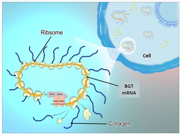 bgt mrna collagen action of mechanism