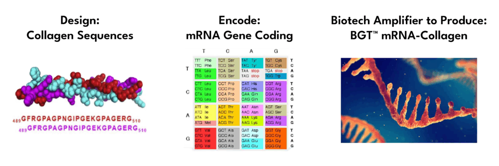 bgt mrna collagen production