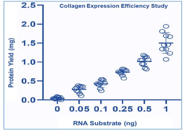 bgt™ mrna collagen cell collagen expression efficiency
