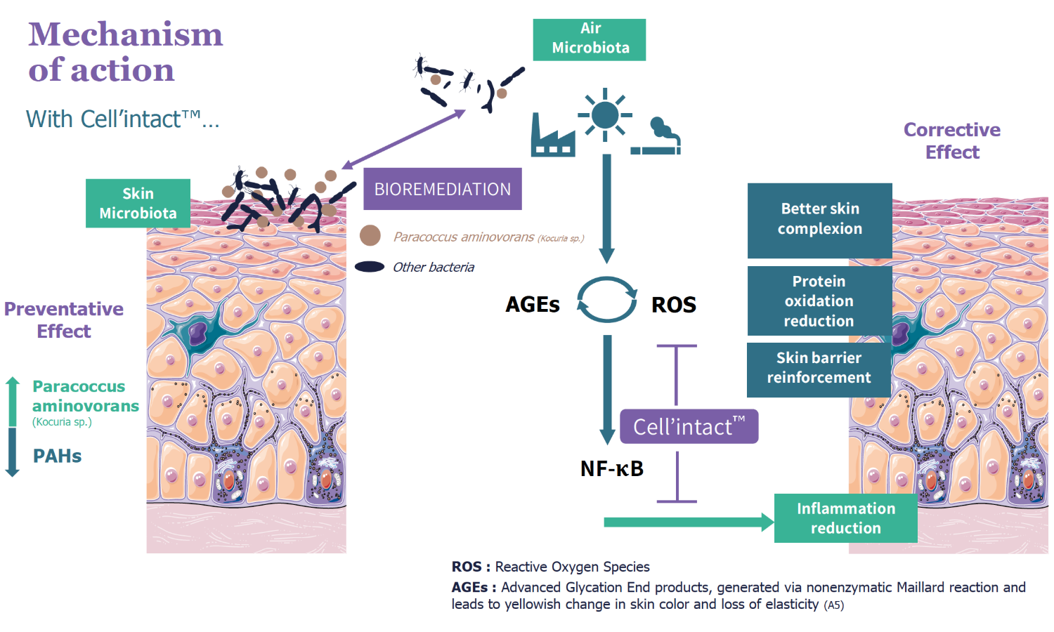 cell'intact mechanism of action w. cell'intactpng