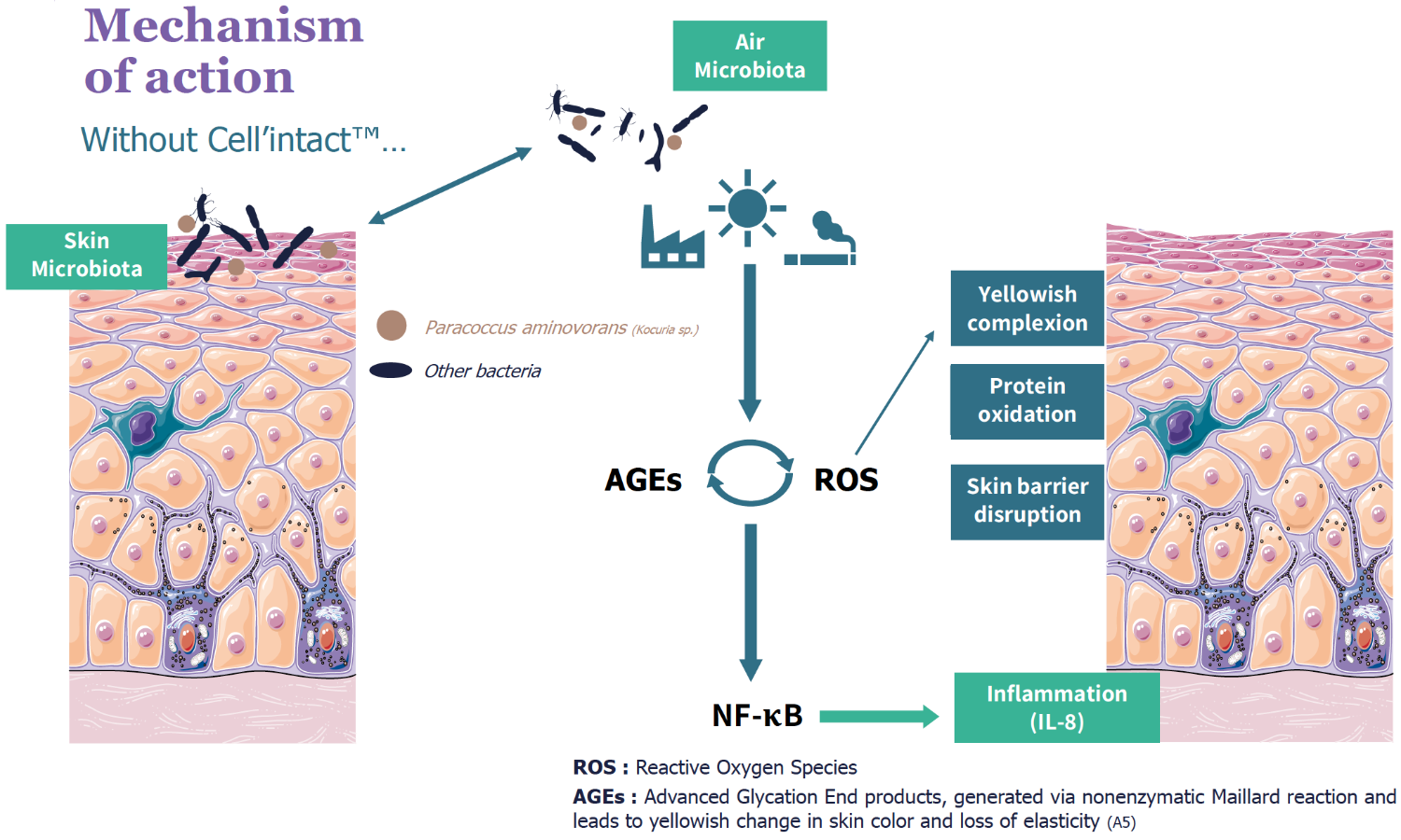 cell'intact mechanism of action w.o. cell'intact