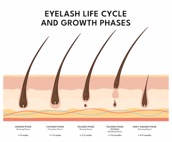 eyelash life and growth cycle
