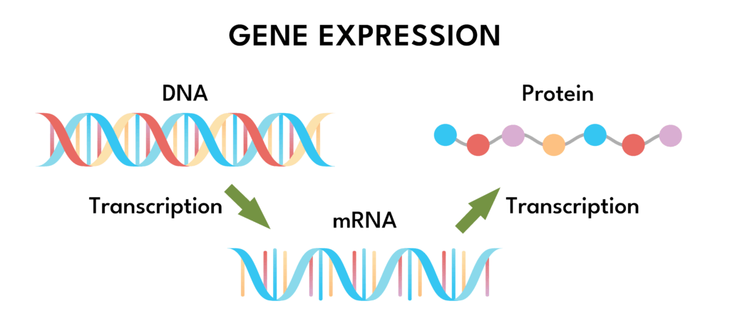mrna gene expression