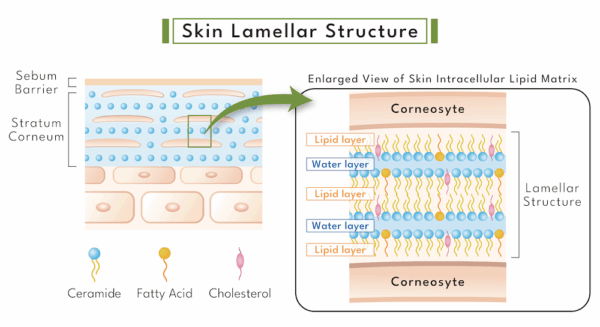 skin lamellar structure