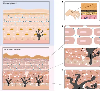 the effect of ages on the epidermis of the skin