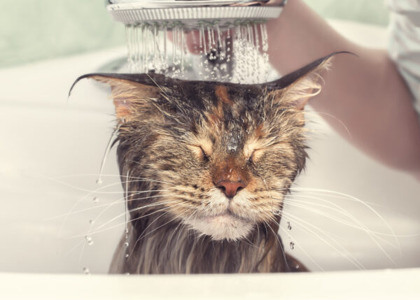 wet cat in the bath