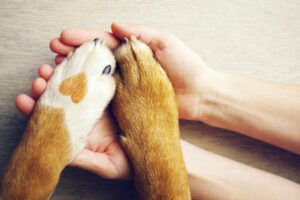 dog paws with a spot in the form of heart and human hand close u