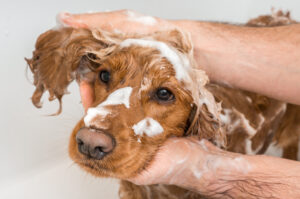 cocker spaniel dog taking a shower with shampoo and water