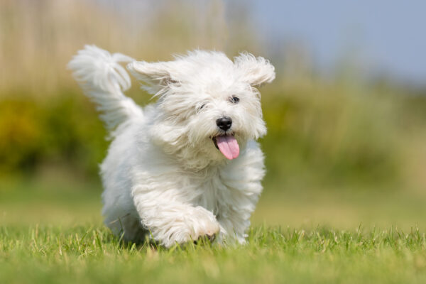 portrait of a dog