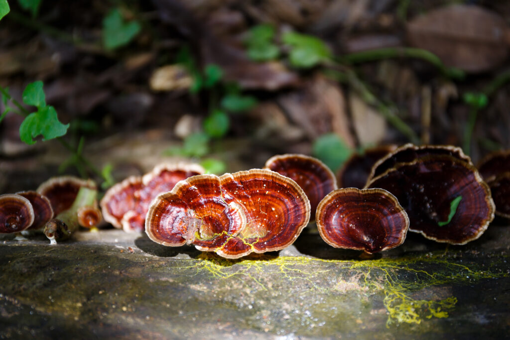 beautiful wild reishi mushroom in rain forest at sunrise