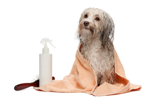 wet chocolate havanese dog after bath