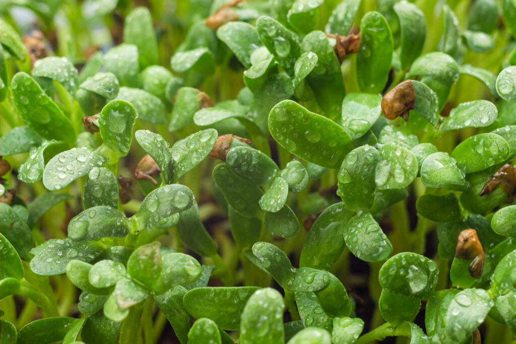 fenugreek microgreen sprouts close up. homegrown young shoots of fenugreek with water drops. healthy food and home gardening concept