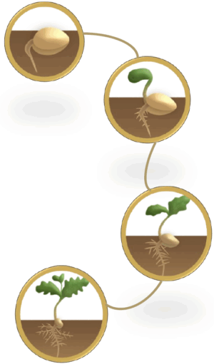 akosky ethernal extraction process