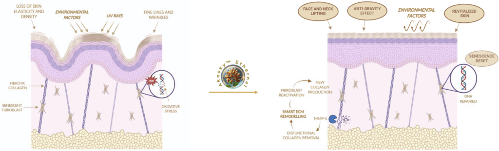 akosky ethernal mechanism of action
