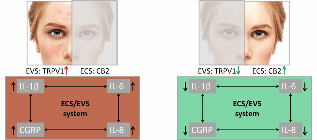annonasense clr cb2 agonistic effect