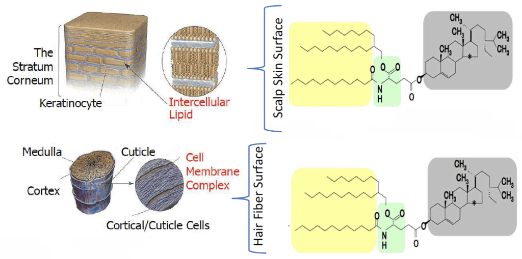 bgt polg ceramide and cholesterol like structure