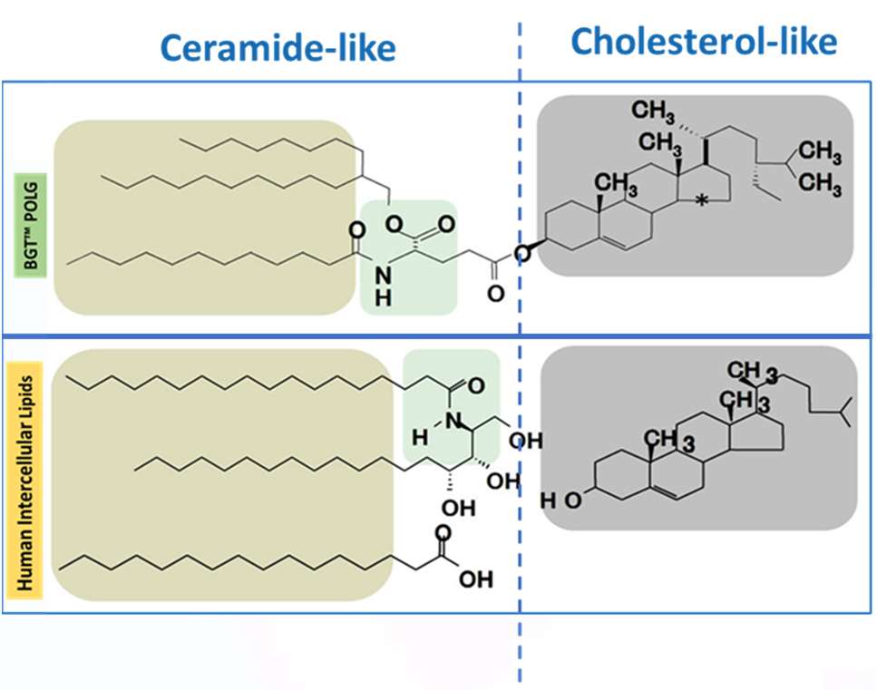 bgt polg molecular structure