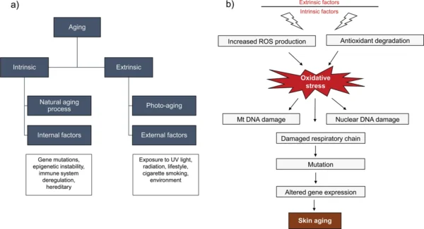 mitochondria in skin health, aging, and disease fig 4