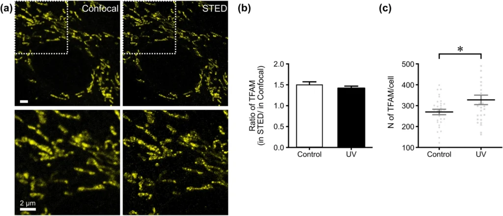 uncovering the impact of uv radiation on mitochondria in dermal cells a sted nanoscopy study fig 2