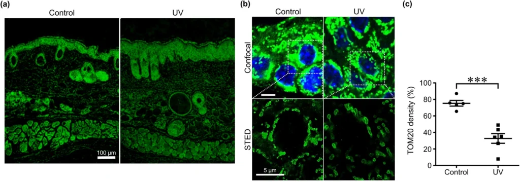 uncovering the impact of uv radiation on mitochondria in dermal cells a sted nanoscopy study fig 3