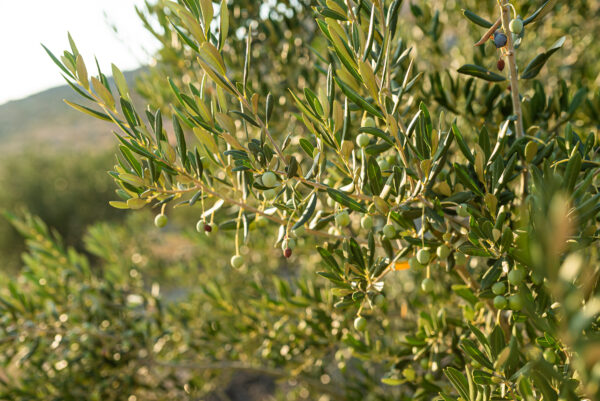 growing green olives on olive tree