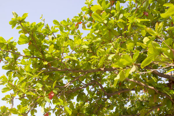 young leaves of the natural malabar tree on sky background.