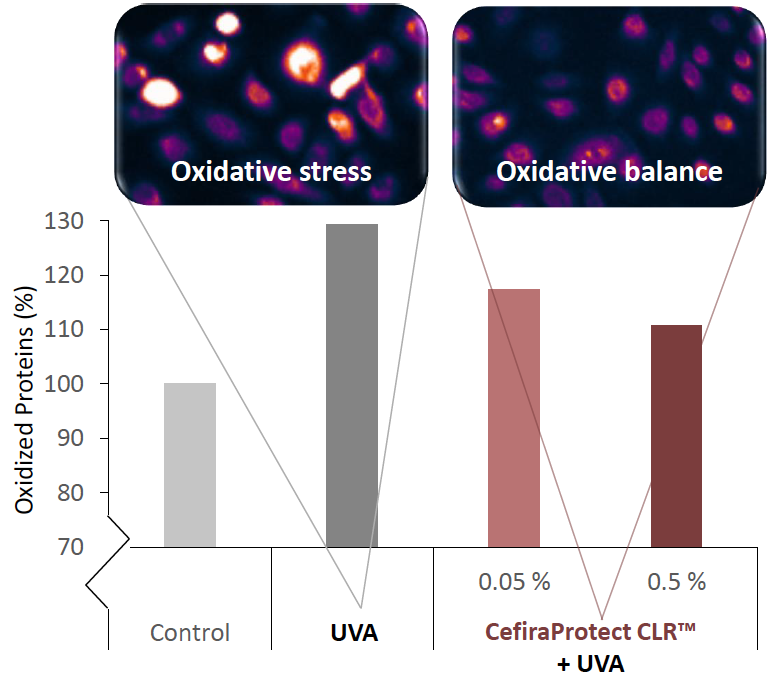 cefiraprotect clr protection against protein oxidation uva