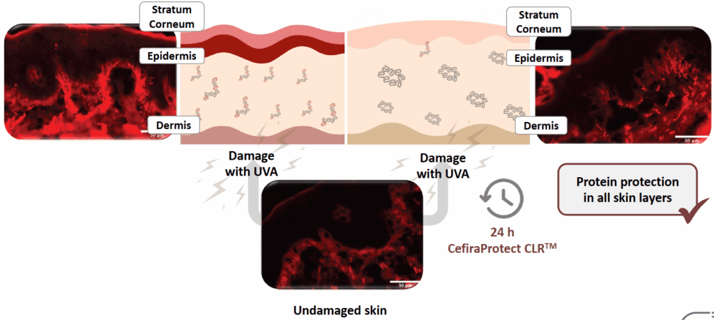cefiraprotect clr visualization of skin deep protein oxidation