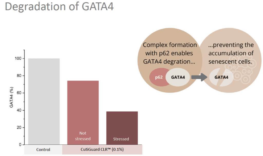 cutiguard clr degradation of gata4