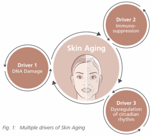 g+c complex clr drivers of skin aging