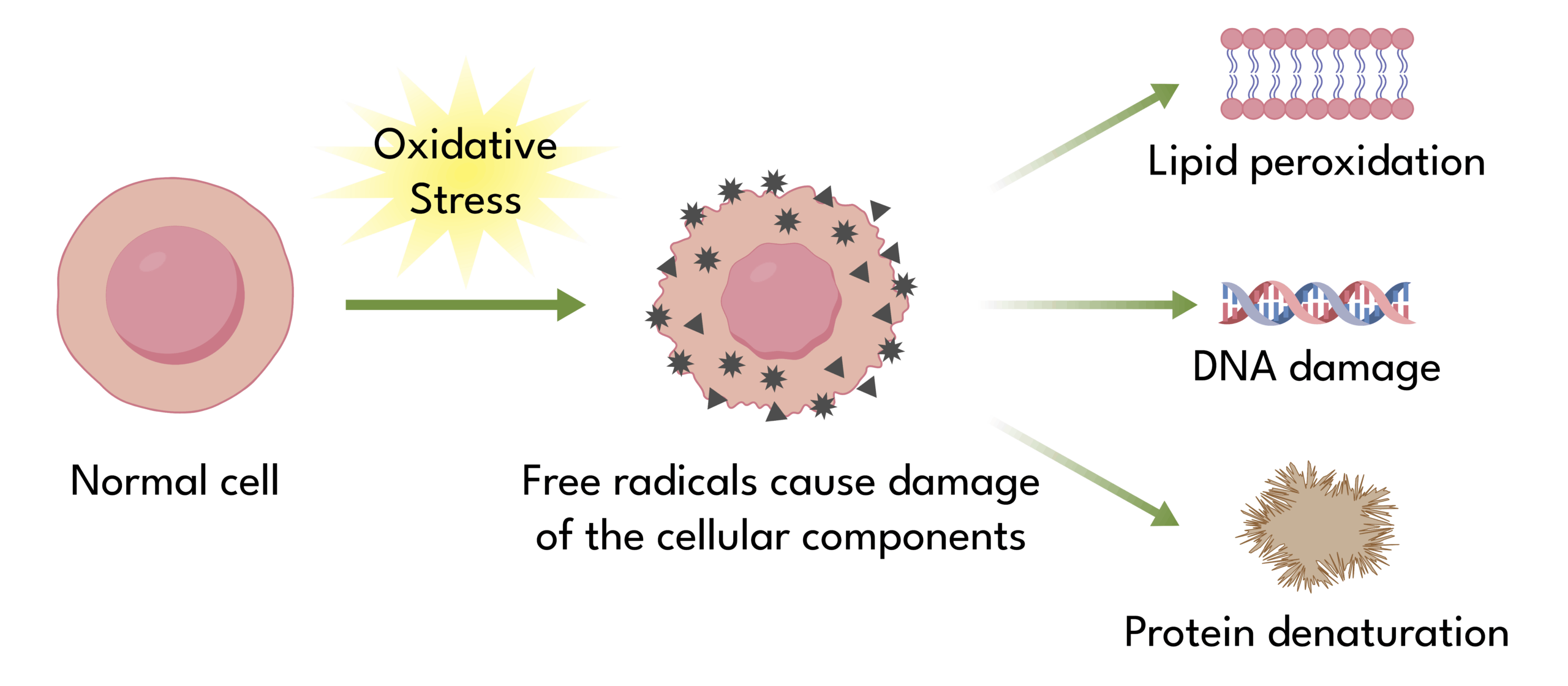 oxidative stress