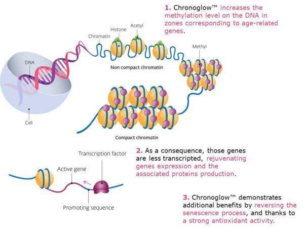 chronoglow mechanism of action