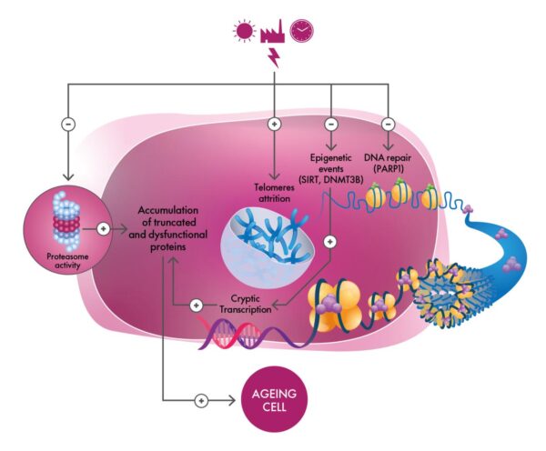 primalhyal ultrareverse mechanism of action