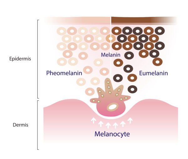 the mechanism of skin pigmentation vector isolated on white background. comparison of two types of melanin, eumelanin and pheomelanin are produced by melanocytes in the epidermal layer of the skin.