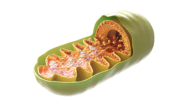 mitochondria cell on white background 3d rendering